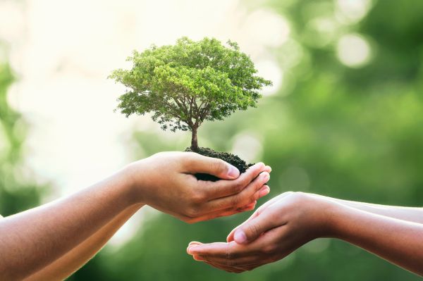 safe_savings_tree_in_hands